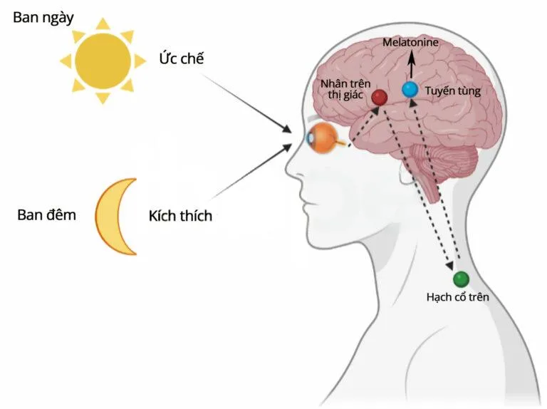 Não bộ xử lý màu sắc qua tế bào hạch