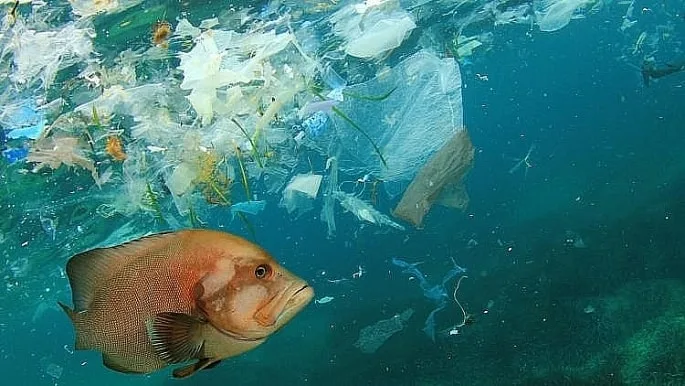 Nạn Nhân Im Lặng: Động Vật Hoang Dã