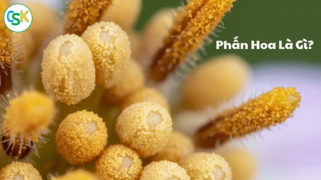 Phấn Hoa Là Gì